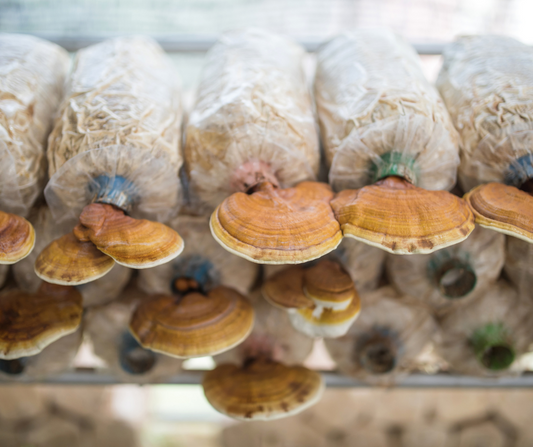 Unlocking the Essence of Mushroom Coffee: Ground Fruiting Body Mushrooms vs. Mushroom Extracts