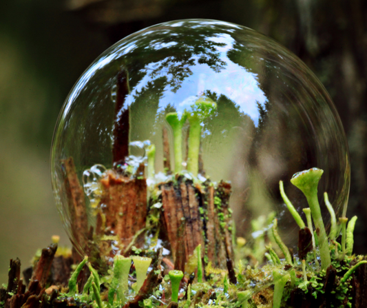 🌍 Sip with Purpose: Mushroom Coffee and the Planet 🍄☕